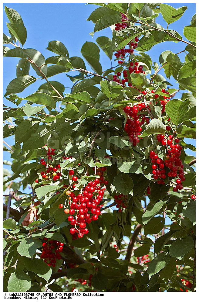 ��������, �����, ������ ��������, ���������� ��������, ������� ���������� , Prunus virginiana, ���������� ��������, �����, �����,  ����������, ���������� �������, DONE, ������������, �������, �����������, Rosaceae, ���e���� ����������, ����������, ������, XYZ