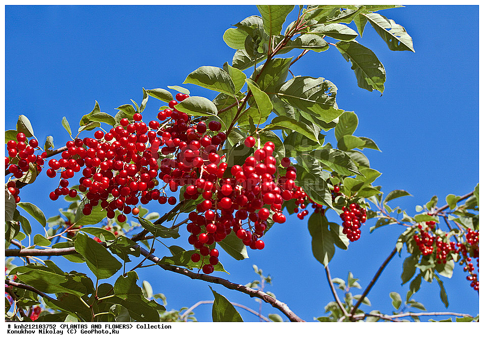 ��������, �����, ������ ��������, ���������� ��������, ������� ���������� , Prunus virginiana, ���������� ��������, �����, �����,  ����������, ���������� �������, DONE, ������������, �������, �����������, Rosaceae, ���e���� ����������, ����������, ������, XYZ