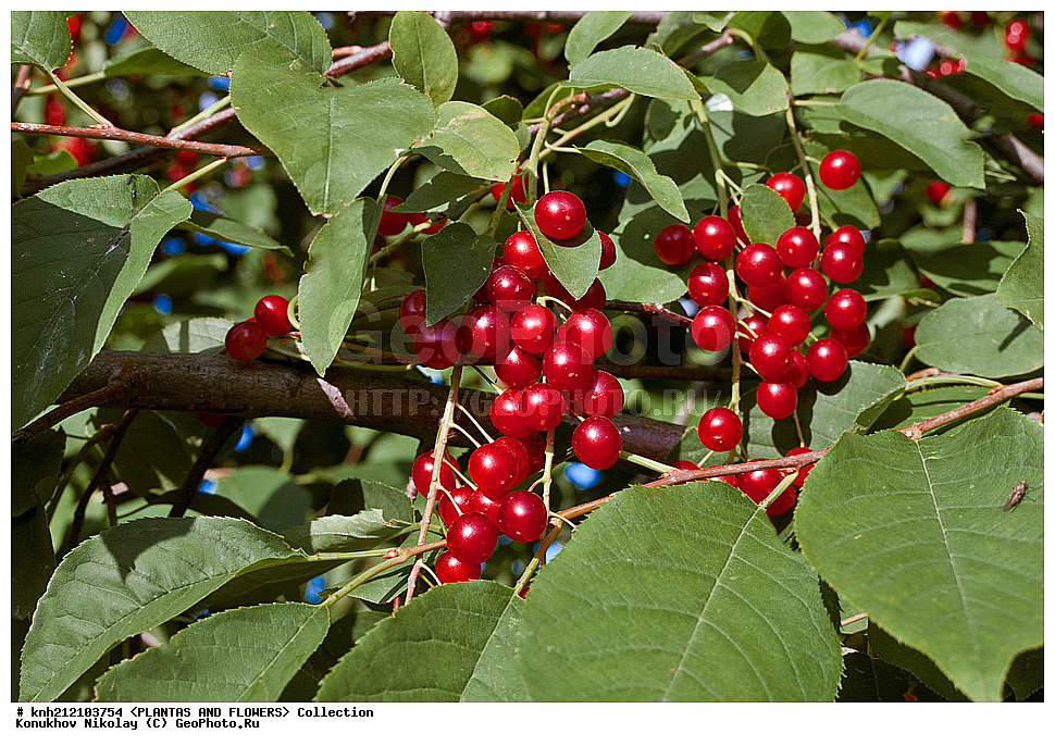 ��������, �����, ������ ��������, ���������� ��������, ������� ���������� , Prunus virginiana, ���������� ��������, �����, �����,  ����������, ���������� �������, DONE, ������������, �������, �����������, Rosaceae, ���e���� ����������, ����������, ������, XYZ