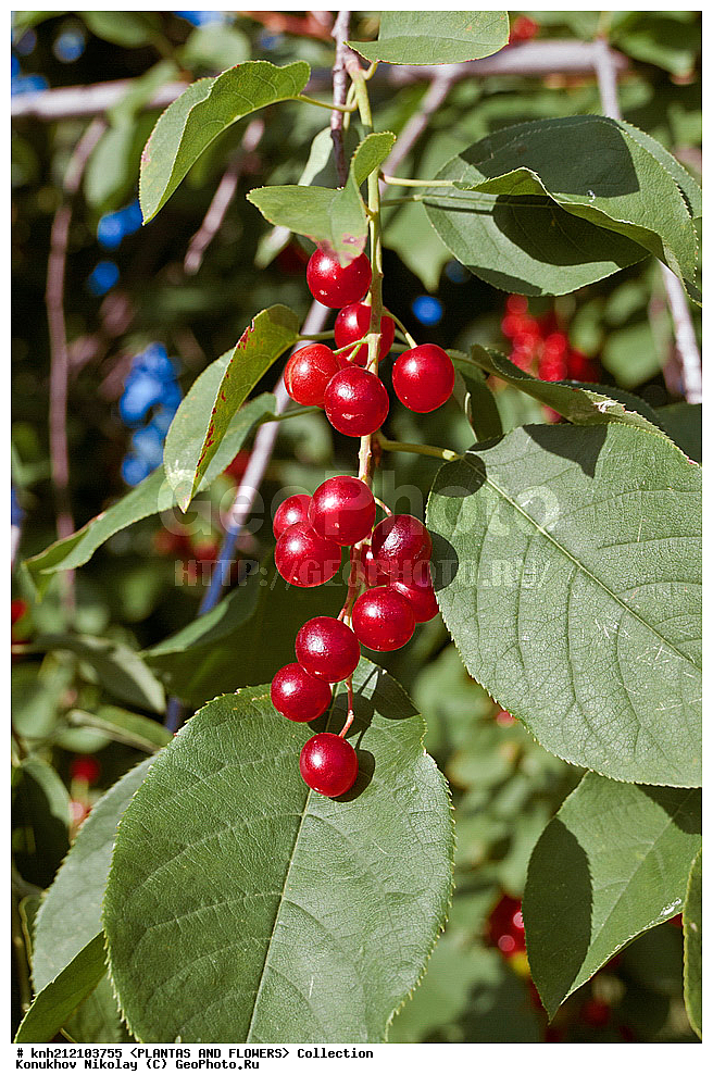 ��������, �����, ������ ��������, ���������� ��������, ������� ���������� , Prunus virginiana, ���������� ��������, �����, �����,  ����������, ���������� �������, DONE, ������������, �������, �����������, Rosaceae, ���e���� ����������, ����������, ������, XYZ