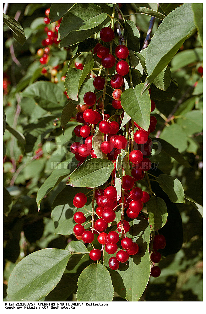 ��������, �����, ������ ��������, ���������� ��������, ������� ���������� , Prunus virginiana, ���������� ��������, �����, �����,  ����������, ���������� �������, DONE, ������������, �������, �����������, Rosaceae, ���e���� ����������, ����������, ������, XYZ