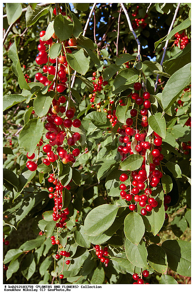 ��������, �����, ������ ��������, ���������� ��������, ������� ���������� , Prunus virginiana, ���������� ��������, �����, �����,  ����������, ���������� �������, DONE, ������������, �������, �����������, Rosaceae, ���e���� ����������, ����������, ������, XYZ