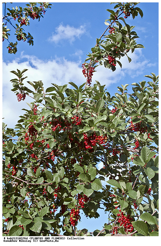 ��������, �����, ������ ��������, ���������� ��������, ������� ���������� , Prunus virginiana, ���������� ��������, �����, �����,  ����������, ���������� �������, DONE, ������������, �������, �����������, Rosaceae, ���e���� ����������, ����������, ������, XYZ