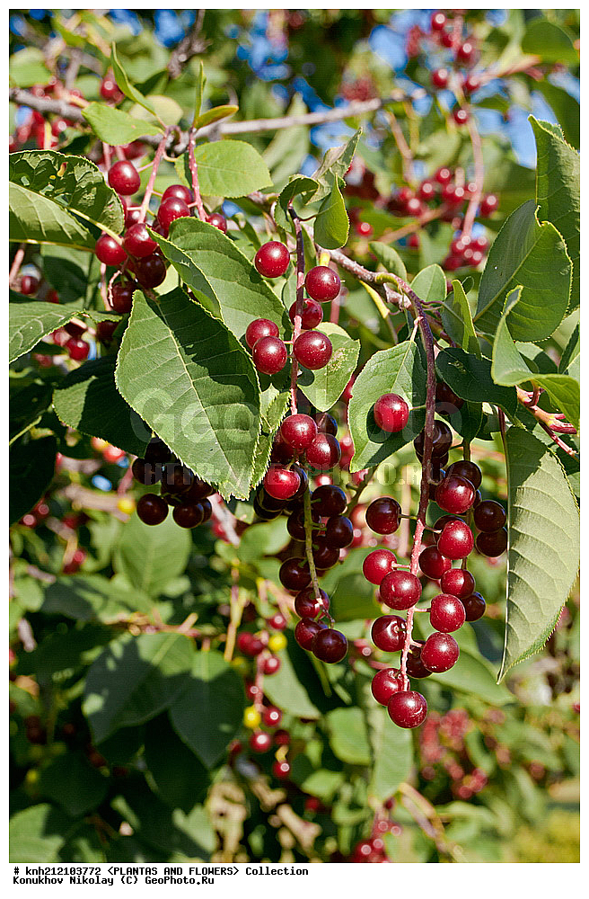 ��������, �����, ������ ��������, ���������� ��������, ������� ���������� , Prunus virginiana, ���������� ��������, �����, �����,  ����������, ���������� �������, DONE, ������������, �������, �����������, Rosaceae, ���e���� ����������, ����������, ������, XYZ