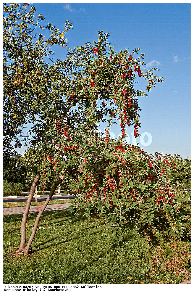 ��������, �����, ������ ��������, ���������� ��������, ������� ���������� , Prunus virginiana, ���������� ��������, �����, �����,  ����������, ���������� �������, DONE, ������������, �������, �����������, Rosaceae, ���e���� ����������, ����������, ������, XYZ