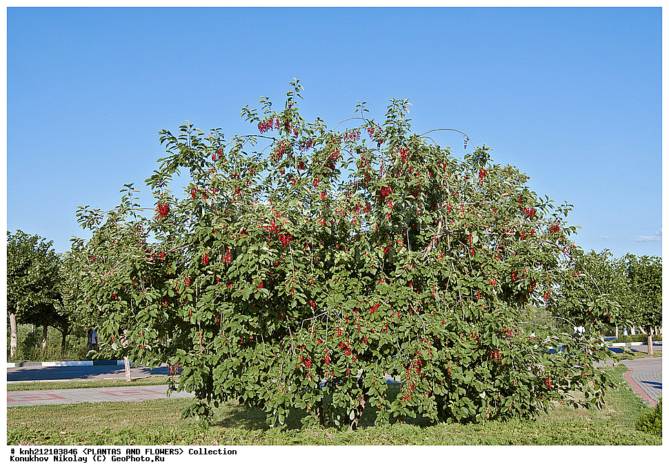 ��������, �����, ������ ��������, ���������� ��������, ������� ���������� , Prunus virginiana, ���������� ��������, �����, �����,  ����������, ���������� �������, DONE, ������������, �������, �����������, Rosaceae, ���e���� ����������, ����������, ������, XYZ