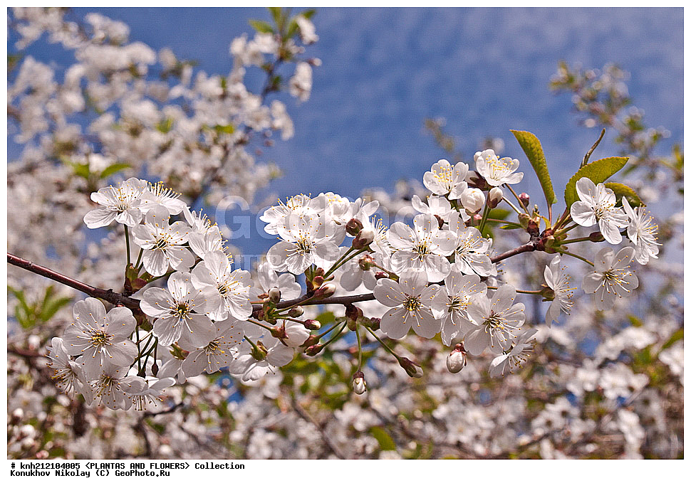 ��������, �����, ������ ��������, ���������� ��������, ����� ������������ , Prunus cerasus, ������� ��������, ������, �����, �����������, ������������, �������, �����������, Rosaceae, DONE, ���������� �������, Cerasus vulgaris, ������, XYZ, ����������� ������, ����������� ����������� �����