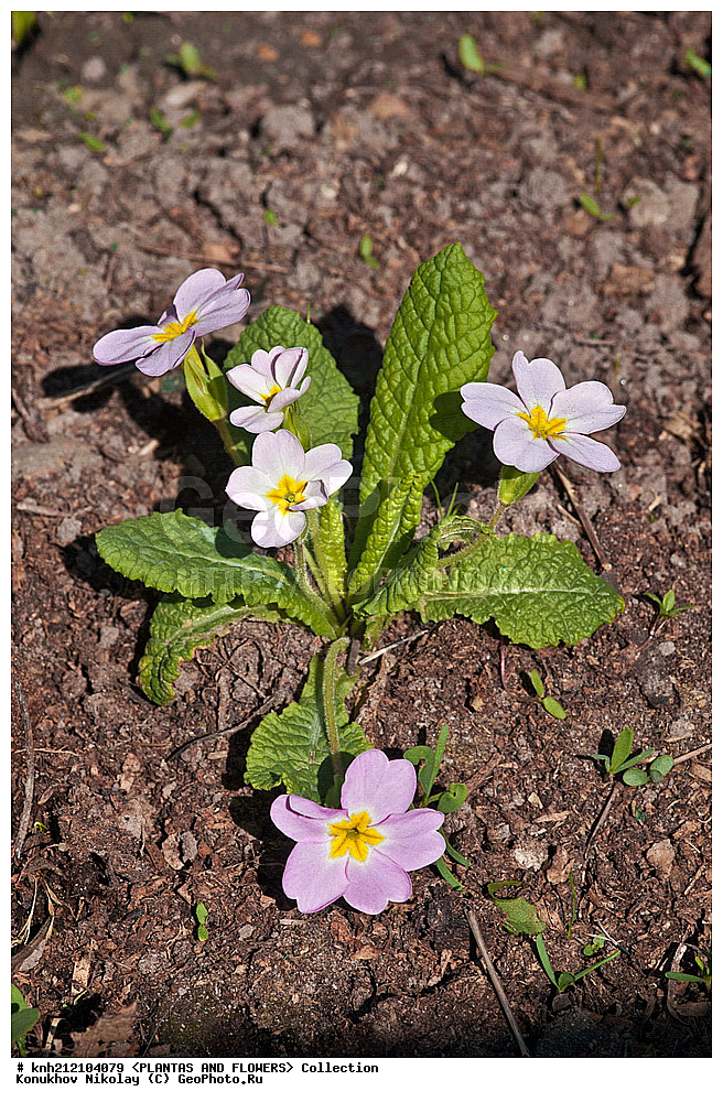 ��������, �����, ������ ��������, ���������� ��������, ������� ������������ , Primula acaulis = Primula vulgaris, ���������� ��������, ������� ��������, ������, �����, �����������, DONE, ������������, ����������, Primulaceae, ��������� �������������, ������� �������������, ��������� ������������, ���������� �������, ������, XYZ, ����������� ������, ����������� ����������� �����