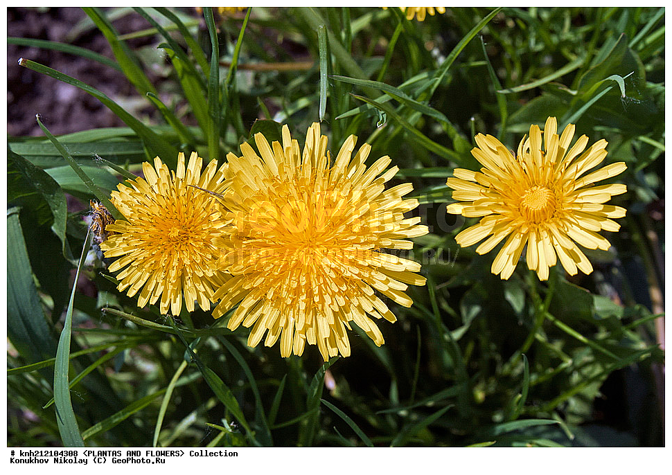 ��������, �����, ������ ��������, ���������� ��������, ��������� ������������ , Taraxacum officinale, ������� ��������, ������, �����, �����������, DONE, ��������, Asteraceae, �������������, Compositae, ������������ ��������, ��������� ������������, ��������� �������, ��������� ��������, ���������� �������, Taraxacum laeticolor, Taraxacum vulgare, Taraxacum officinale, ������, XYZ, ����������� ������, ����������� ����������� �����