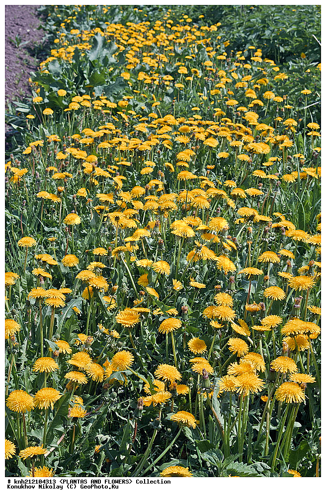 ��������, �����, ������ ��������, ���������� ��������, ��������� ������������ , Taraxacum officinale, ������� ��������, ������, �����, �����������, DONE, ��������, Asteraceae, �������������, Compositae, ������������ ��������, ��������� ������������, ��������� �������, ��������� ��������, ���������� �������, Taraxacum laeticolor, Taraxacum vulgare, Taraxacum officinale, ������, XYZ, ����������� ������, ����������� ����������� �����