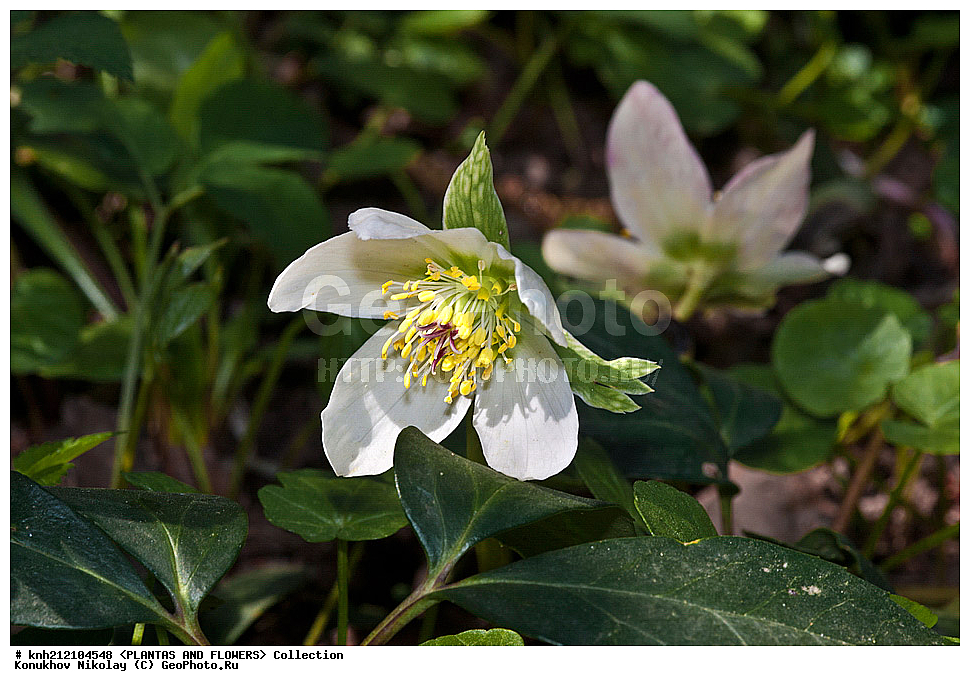 ��������, �����, ������ ��������, ���������� ��������, �������� ������ , Helleborus niger, ������� ��������, ������, �����, ���������, Ranunculaceae, �����������, DONE, ���������� �������, ������, XYZ, ����������� ������, ����������� ����������� �����