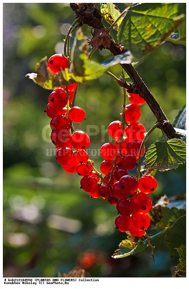 ��������, �����, ������ ��������, ���������� ��������, ��������� ������� , Ribes rubrum, ������� ��������, �����, �����, �����������, ����������, ���������� ���., ��������� ������������, ��������� �������, �������������, Grossulariaceae, DONE, ����������, ���������� �������, ������� ���������, ������������ ���������, ������� ���������, ������� ���������, ������������ ���������, ������� ���������, ������, ������, XYZ, ����������� ������, ����������� ����������� �����