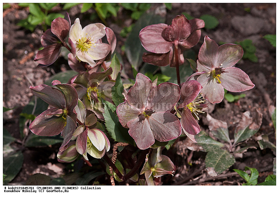 ��������, �����, ������ ��������, ���������� ��������, �������� , �elleborus x ericsmithii, ������� ��������, ������, �����, �����������, ����������, ���������, Ranunculaceae, DONE, ���������� �������, ������, XYZ, ����������� ������, ����������� ����������� �����