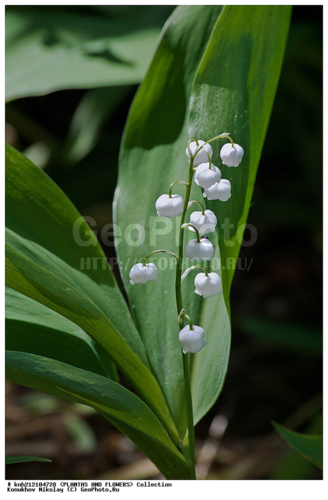 ��������, �����, ������ ��������, ���������� ��������, ������ ������� , Convallaria majalis, ���������� ��������, ������� ��������, ������, �����, �����������, ������ �������, Convallaria majalis, Lily of the Valley, Lily-of-the-Valley, ���������, Asparagaceae, ��������, Liliaceae, DONE, ������������ ��������, ����������, Convallariaceae, ���������� �������, ������, XYZ, ����������� ������, ����������� ����������� �����