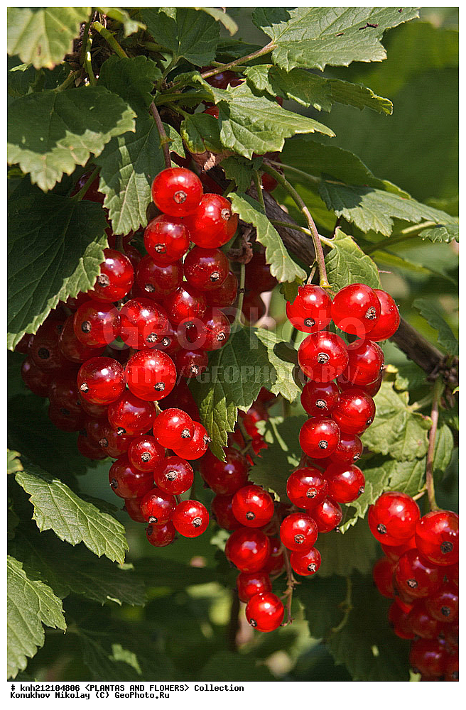 ��������, �����, ������ ��������, ���������� ��������, ��������� ������� , Ribes rubrum, ������� ��������, �����, �����, �����������, ����������, ���������� ���., ��������� ������������, ��������� �������, �������������, Grossulariaceae, DONE, ����������, ���������� �������, ������� ���������, ������������ ���������, ������� ���������, ������� ���������, ������������ ���������, ������� ���������, ������, ������, XYZ, ����������� ������, ����������� ����������� �����