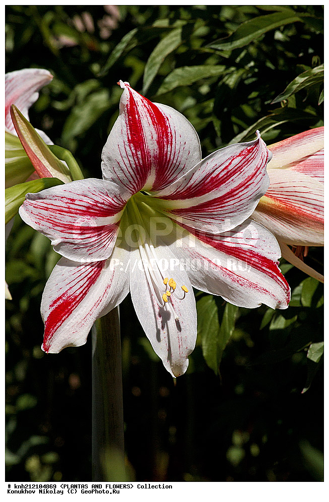 ��������, �����, ������ ��������, ���������� ��������, ����������� ��������� , Hippeastrum hybrida, ��������� ��������, ���������, ������, �����, ����������� ��������, DONE, �������������, Amaryllidaceae, XYZ