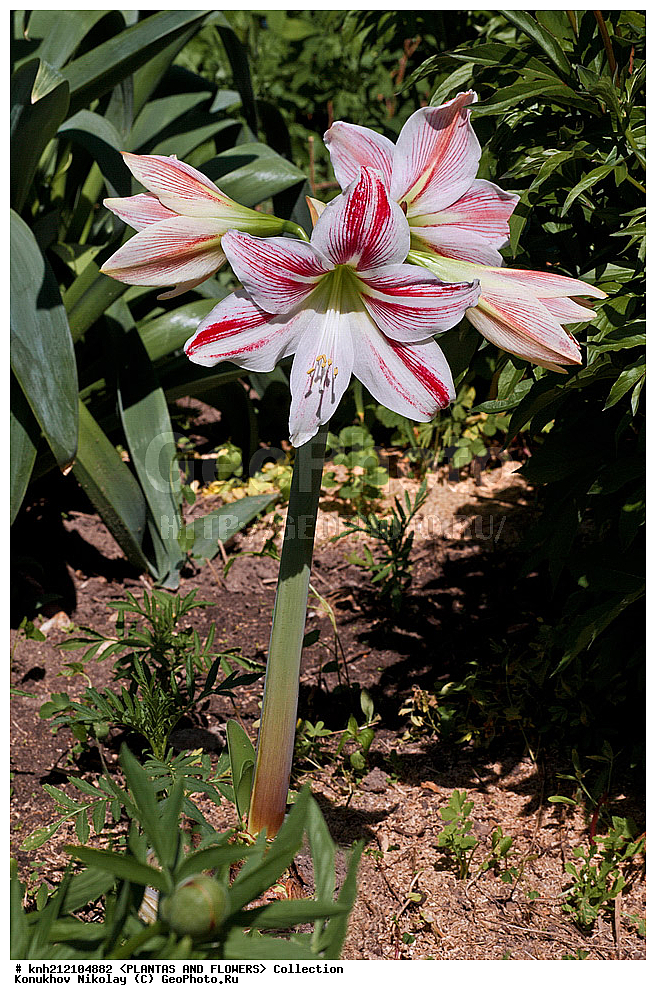 ��������, �����, ������ ��������, ���������� ��������, ����������� ��������� , Hippeastrum hybrida, ��������� ��������, ���������, ������, �����, ����������� ��������, DONE, �������������, Amaryllidaceae, XYZ