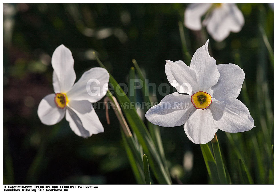 ��������, �����, ������ ��������, ���������� ��������, ������� ������������ , Narcissus poeticus, ������� ��������, ������, �����, �����������, DONE, �������������, Amaryllidaceae, ���������� �������, ������, XYZ, ����������� ������, ����������� ����������� �����