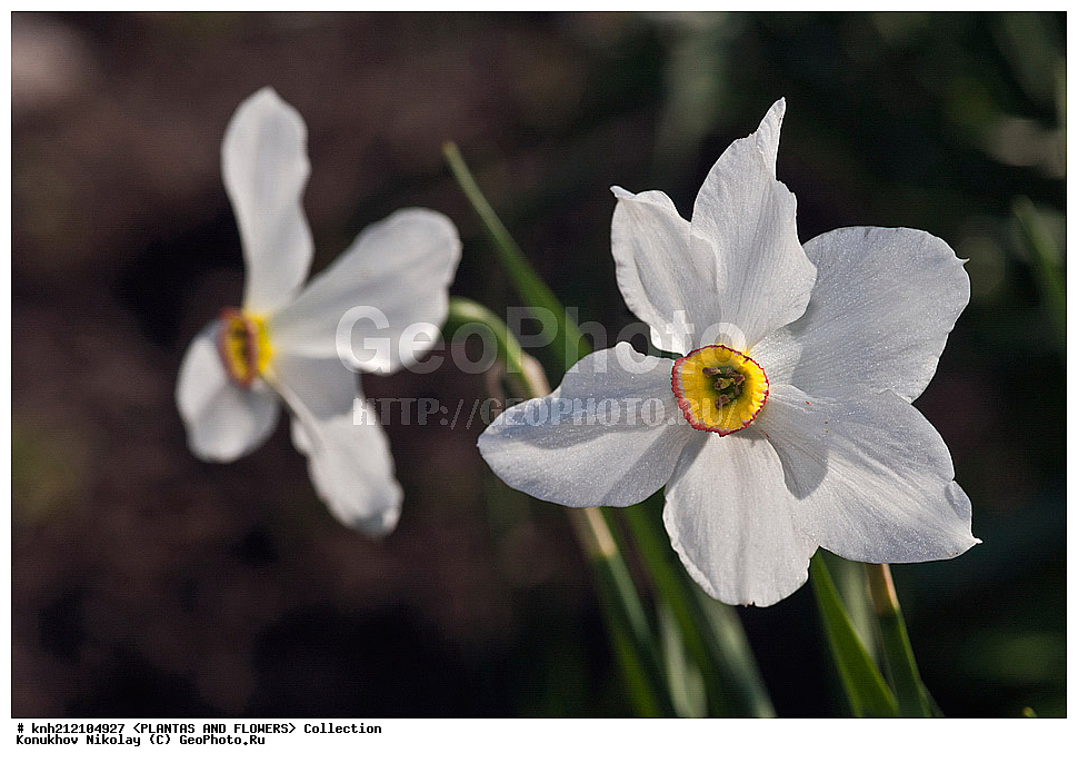 ��������, �����, ������ ��������, ���������� ��������, ������� ������������ , Narcissus poeticus, ������� ��������, ������, �����, �����������, DONE, �������������, Amaryllidaceae, ���������� �������, ������, XYZ, ����������� ������, ����������� ����������� �����