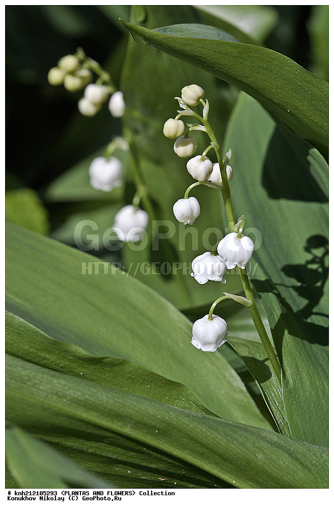 ��������, �����, ������ ��������, ���������� ��������, ������ ������� , Convallaria majalis, ���������� ��������, ������� ��������, ������, �����, �����������, ������ �������, Convallaria majalis, Lily of the Valley, Lily-of-the-Valley, ���������, Asparagaceae, ��������, Liliaceae, DONE, ������������ ��������, ����������, Convallariaceae, ���������� �������, ������, XYZ, ����������� ������, ����������� ����������� �����