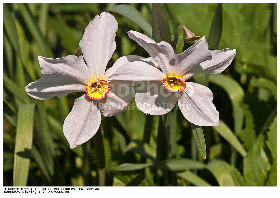 ��������, �����, ������ ��������, ���������� ��������, ������� ������������ , Narcissus poeticus, ������� ��������, ������, �����, �����������, DONE, �������������, Amaryllidaceae, ���������� �������, ������, XYZ, ����������� ������, ����������� ����������� �����
