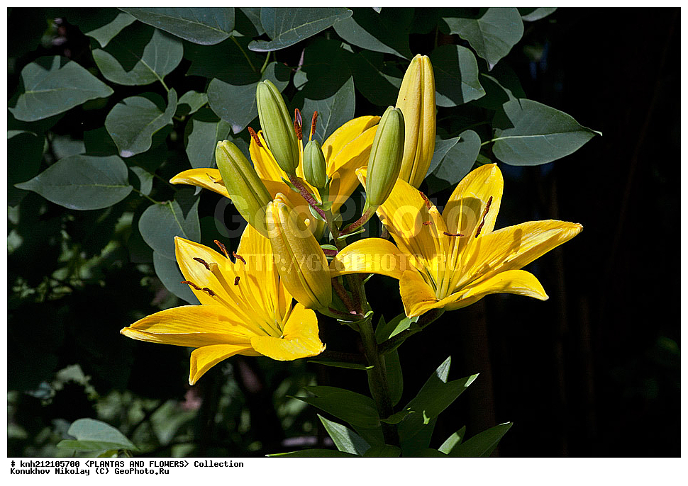��������, �����, ������ ��������, ���������� ��������, �����, ��������� ������, Lily, ���������� ��������, ������� ��������, ������, �����, �����������, DONE, ��������, Liliaceae, ���� '�������', Lilium, ���������� �������, ������, XYZ, ����������� ������, ����������� ����������� �����
