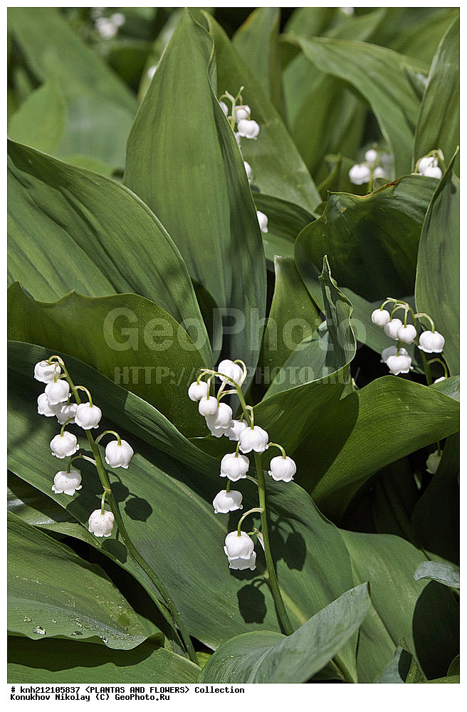 ��������, �����, ������ ��������, ���������� ��������, ������ ������� , Convallaria majalis, ���������� ��������, ������� ��������, ������, �����, �����������, ������ �������, Convallaria majalis, Lily of the Valley, Lily-of-the-Valley, ���������, Asparagaceae, ��������, Liliaceae, DONE, ������������ ��������, ����������, Convallariaceae, ���������� �������, ������, XYZ, ����������� ������, ����������� ����������� �����
