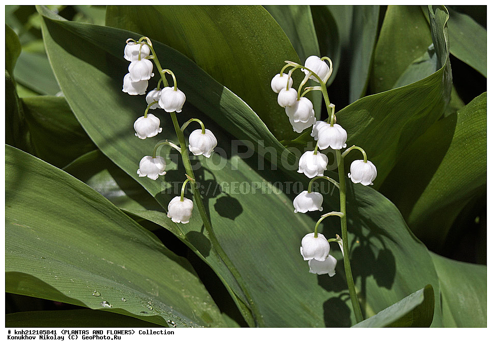 ������ �������, Convallaria majalis, ��������, �����, ������ ��������, ���������� ��������, ������� ��������, ������, �����, �����������, ������ �������, Convallaria majalis, Lily of the Valley, Lily-of-the-Valley, ���������, Asparagaceae, ��������, Liliaceae, DONE, ������������ ��������, ����������, Convallariaceae, ���������� �������, ������, XYZ, ����������� ������, ����������� ����������� �����