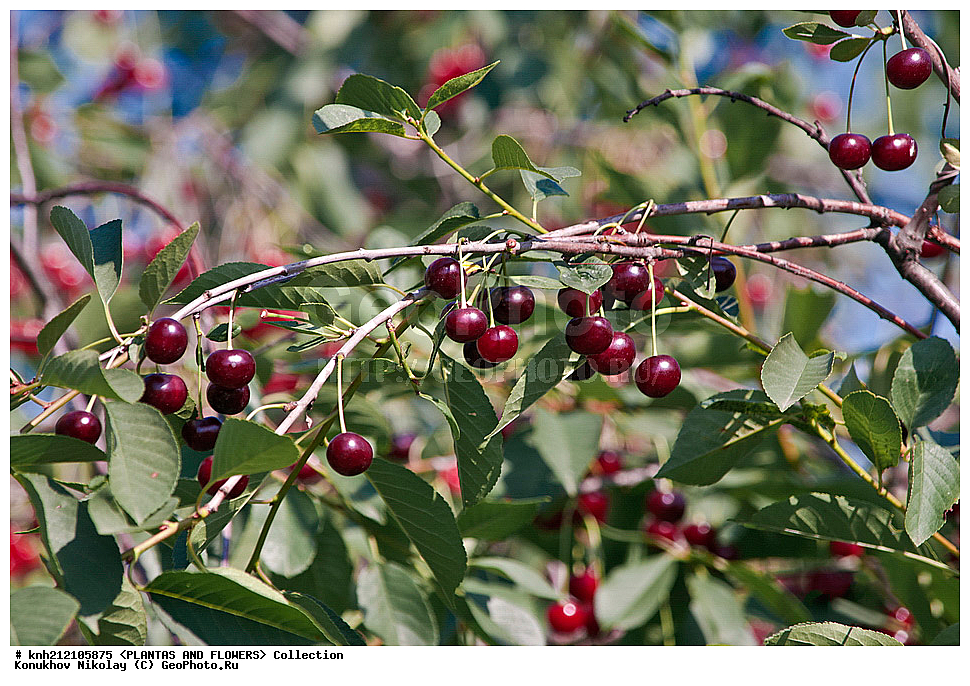 ��������, �����, ������ ��������, ���������� ��������, ����� ������������ , Prunus cerasus, ������� ��������, �����, �����, �����������, ������������, �������, �����������, Rosaceae, DONE, ���������� �������, Cerasus vulgaris, ������, XYZ, ����������� ������, ����������� ����������� �����