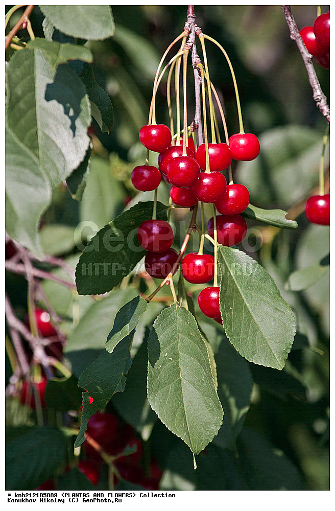 ��������, �����, ������ ��������, ���������� ��������, ����� ������������ , Prunus cerasus, ������� ��������, �����, �����, �����������, ������������, �������, �����������, Rosaceae, DONE, ���������� �������, Cerasus vulgaris, ������, XYZ, ����������� ������, ����������� ����������� �����
