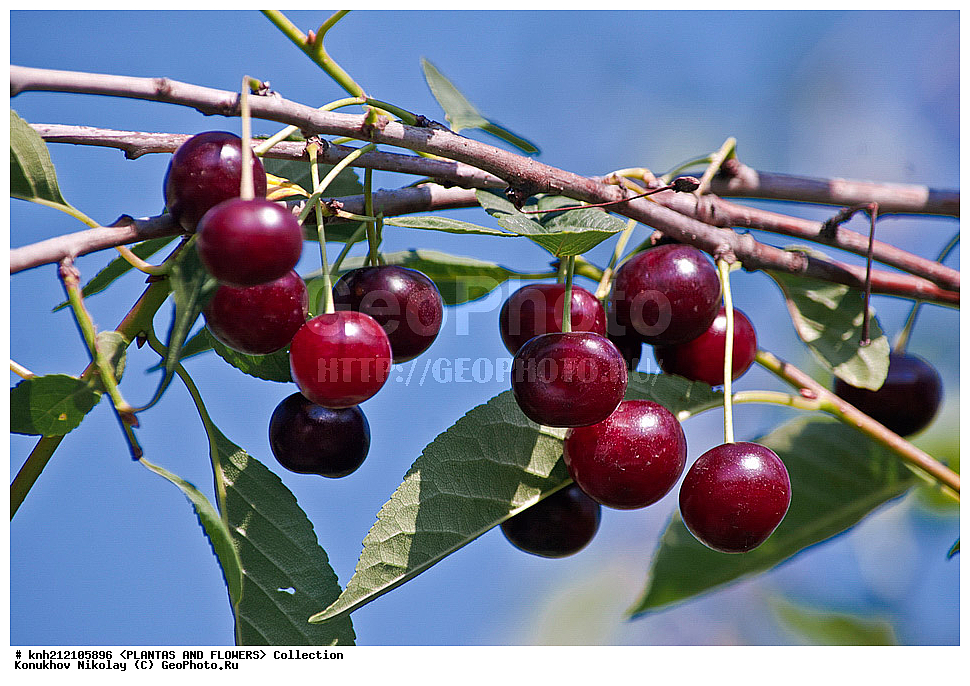 ��������, �����, ������ ��������, ���������� ��������, ����� ������������ , Prunus cerasus, ������� ��������, �����, �����, �����������, ������������, �������, �����������, Rosaceae, DONE, ���������� �������, Cerasus vulgaris, ������, XYZ, ����������� ������, ����������� ����������� �����