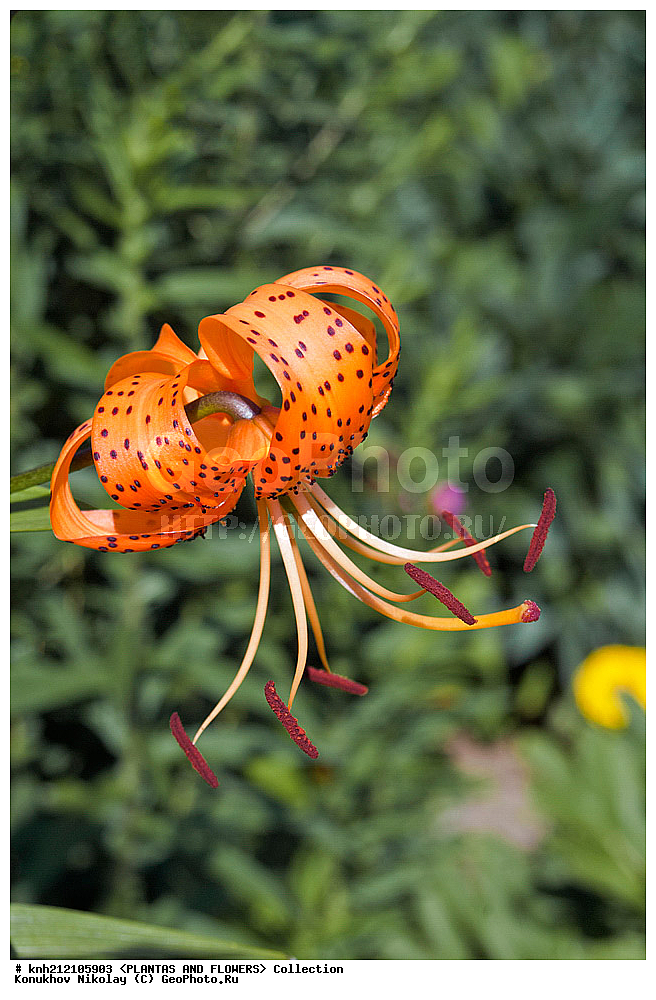 ��������, �����, ������ ��������, ���������� ��������, ����� �������������� , Lilium lancifolium, ������� ��������, ������, �����, �����������, DONE, ��������, Liliaceae, Lilium tigrinum, ���������� �������, ������, XYZ, ����������� ������, ����������� ����������� �����