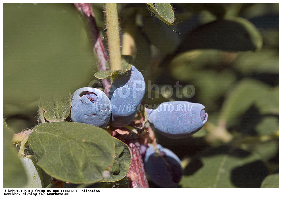 ��������, �����, ������ ��������, ���������� ��������, ��������� ��������� , Lonicera caerulea var. edulis, ������ ��������, �����, ��������, ���������� ��������, ������� ��������, �����, �����, �����������, ������������, Caprifoliaceae, Lonicera caerulea, ��������� ���������, ��������� �������, DONE, XYZ
