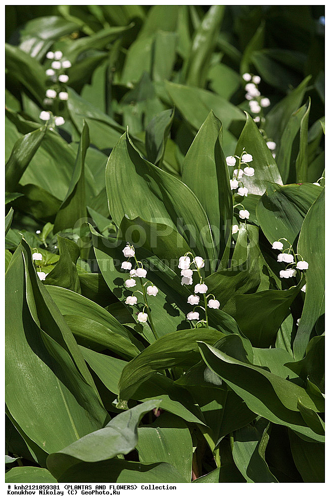 ��������, �����, ������ ��������, ���������� ��������, ������ ������� , Convallaria majalis, ���������� ��������, ������� ��������, ������, �����, �����������, ������ �������, Convallaria majalis, Lily of the Valley, Lily-of-the-Valley, ���������, Asparagaceae, ��������, Liliaceae, DONE, ������������ ��������, ����������, Convallariaceae, ���������� �������, ������, XYZ, ����������� ������, ����������� ����������� �����