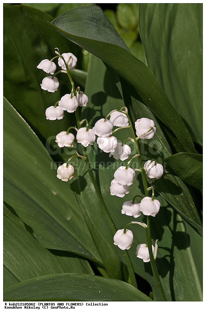 ��������, �����, ������ ��������, ���������� ��������, ������ ������� , Convallaria majalis, ���������� ��������, ������� ��������, ������, �����, �����������, ������ �������, Convallaria majalis, Lily of the Valley, Lily-of-the-Valley, ���������, Asparagaceae, ��������, Liliaceae, DONE, ������������ ��������, ����������, Convallariaceae, ���������� �������, ������, XYZ, ����������� ������, ����������� ����������� �����