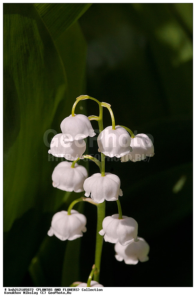 ��������, �����, ������ ��������, ���������� ��������, ������ ������� , Convallaria majalis, ���������� ��������, ������� ��������, ������, �����, �����������, ������ �������, Convallaria majalis, Lily of the Valley, Lily-of-the-Valley, ���������, Asparagaceae, ��������, Liliaceae, DONE, ������������ ��������, ����������, Convallariaceae, ���������� �������, ������, XYZ, ����������� ������, ����������� ����������� �����