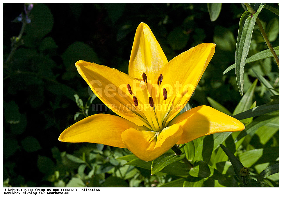 ��������, �����, ������ ��������, ���������� ��������, �����, ��������� ������, Lily, ���������� ��������, ������� ��������, ������, �����, �����������, DONE, ��������, Liliaceae, ���� '�������', Lilium, ���������� �������, ������, XYZ, ����������� ������, ����������� ����������� �����