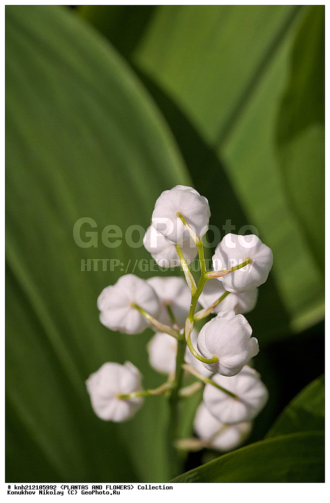 ��������, �����, ������ ��������, ���������� ��������, ������ ������� , Convallaria majalis, ���������� ��������, ������� ��������, ������, �����, �����������, ������ �������, Convallaria majalis, Lily of the Valley, Lily-of-the-Valley, ���������, Asparagaceae, ��������, Liliaceae, DONE, ������������ ��������, ����������, Convallariaceae, ���������� �������, ������, XYZ, ����������� ������, ����������� ����������� �����
