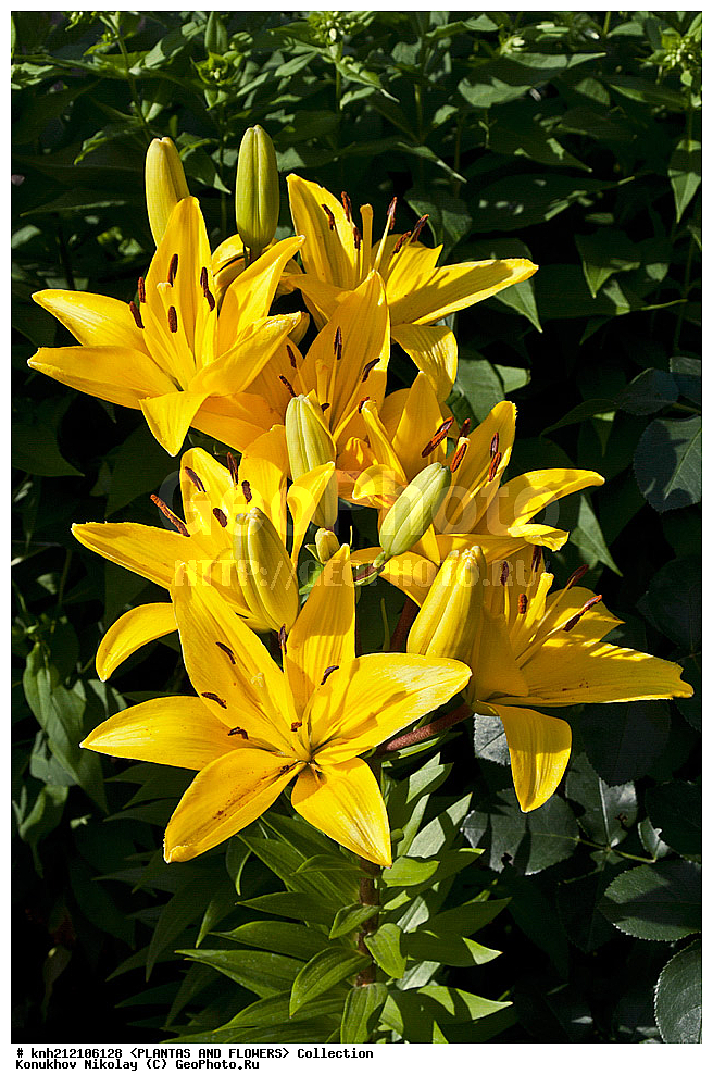 ��������, �����, ������ ��������, ���������� ��������, �����, ��������� ������, Lily, ���������� ��������, ������� ��������, ������, �����, �����������, DONE, ��������, Liliaceae, ���� '�������', Lilium, ���������� �������, ������, XYZ, ����������� ������, ����������� ����������� �����