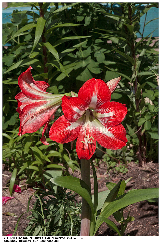 ��������, �����, ������ ��������, ���������� ��������, ����������� ��������� , Hippeastrum hybrida, ��������� ��������, ���������, ������, �����, ����������� ��������, DONE, �������������, Amaryllidaceae, XYZ