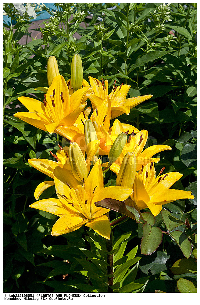 ��������, �����, ������ ��������, ���������� ��������, �����, ��������� ������, Lily, ���������� ��������, ������� ��������, ������, �����, �����������, DONE, ��������, Liliaceae, ���� '�������', Lilium, ���������� �������, ������, XYZ, ����������� ������, ����������� ����������� �����