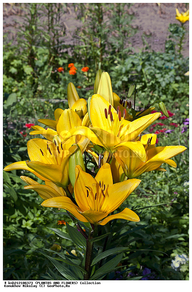 ��������, �����, ������ ��������, ���������� ��������, �����, ��������� ������, Lily, ���������� ��������, ������� ��������, ������, �����, �����������, DONE, ��������, Liliaceae, ���� '�������', Lilium, ���������� �������, ������, XYZ, ����������� ������, ����������� ����������� �����