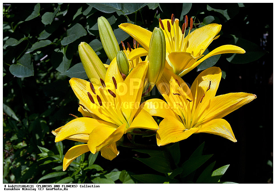 ��������, �����, ������ ��������, ���������� ��������, �����, ��������� ������, Lily, ���������� ��������, ������� ��������, ������, �����, �����������, DONE, ��������, Liliaceae, ���� '�������', Lilium, ���������� �������, ������, XYZ, ����������� ������, ����������� ����������� �����