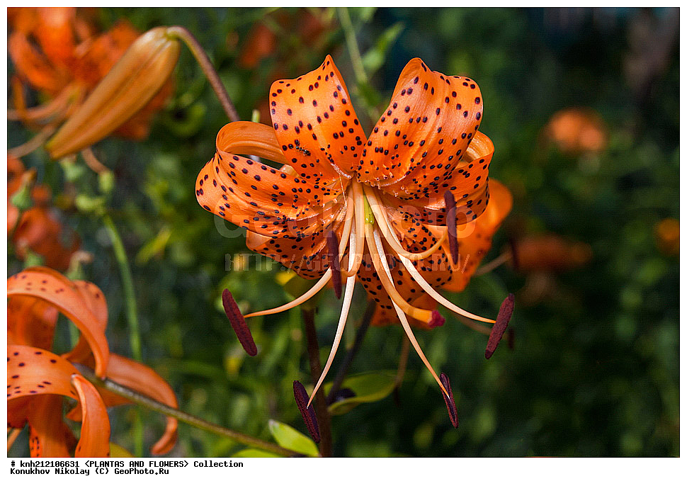 ��������, �����, ������ ��������, ���������� ��������, ����� �������������� , Lilium lancifolium, ������� ��������, ������, �����, �����������, DONE, ��������, Liliaceae, Lilium tigrinum, ���������� �������, ������, XYZ, ����������� ������, ����������� ����������� �����