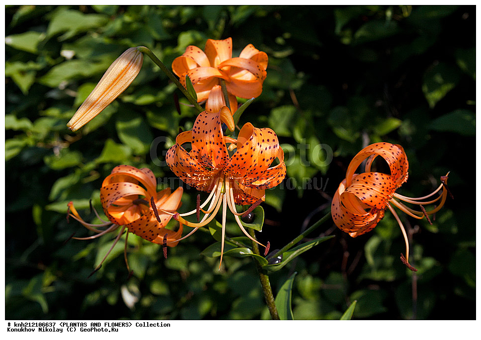 ��������, �����, ������ ��������, ���������� ��������, ����� �������������� , Lilium lancifolium, ������� ��������, ������, �����, �����������, DONE, ��������, Liliaceae, Lilium tigrinum, ���������� �������, ������, XYZ, ����������� ������, ����������� ����������� �����