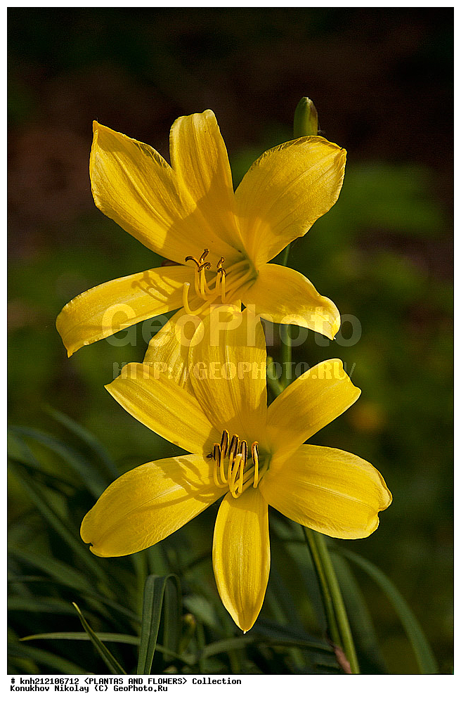 ��������, �����, ������ ��������, ���������� ��������, �������� ����� , Hemerocallis lilioasphodelus, ���������� ��������, ������� ��������, ������, �����, �����������, DONE, �������������, ������������, Hemerocallidaceae, ��������� �����, �������� ������, ��������� ������, ���������� �������, ������, XYZ, ����������� ������, ����������� ����������� �����