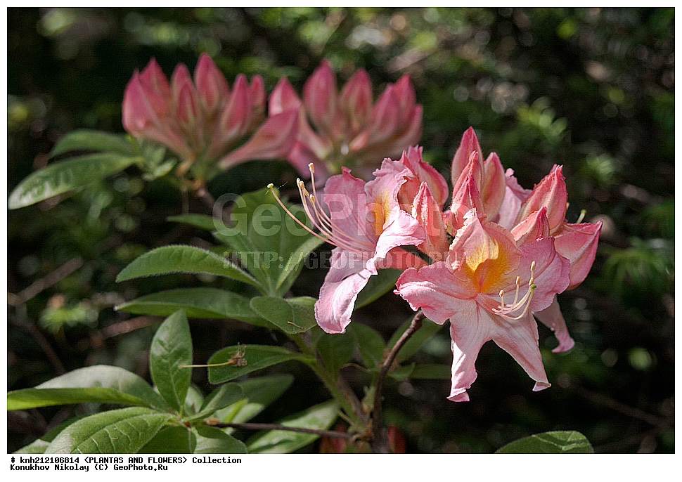 ��������, �����, ������ ��������, ���������� ��������, ������ ������ ,  Rhododendron � mollis, ������ ������, ����������� ������, Rhododendron � mollis, ��������, �����, ������ ��������, �����, ������, ������� ��������, ���, ����������� ��������, Rhododendron japonicum, Rhododendron molle, �����������, ����������, Ericaceae, DONE, ������ ���������������, ����������� �������, ����������� �����������,������, Rhododendron x kosterianum, Rhododendron x kosteranum, ���������� �������, ������, ���������, ����������, ������������ ��������, ������������ ��������, ������������, ������������ �����������, �����������, ������������, ���������, �����, ����������, ������������ ��������, ������������ ��������, ������������, ������������, ������������, �����������, XYZ, ����������� ������, ����������� ����������� �����