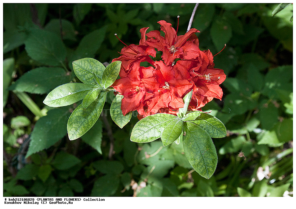 ��������, �����, ������ ��������, ���������� ��������, ������ ������ ,  Rhododendron � mollis, ������ ������, ����������� ������, Rhododendron � mollis, ��������, �����, ������ ��������, �����, ������, ������� ��������, ���, ����������� ��������, Rhododendron japonicum, Rhododendron molle, �����������, ����������, Ericaceae, DONE, ������ ���������������, ����������� �������, ����������� �����������,������, Rhododendron x kosterianum, Rhododendron x kosteranum, ���������� �������, ������, ���������, ����������, ������������ ��������, ������������ ��������, ������������, ������������ �����������, �����������, ������������, ���������, �����, ����������, ������������ ��������, ������������ ��������, ������������, ������������, ������������, �����������, XYZ, ����������� ������, ����������� ����������� �����