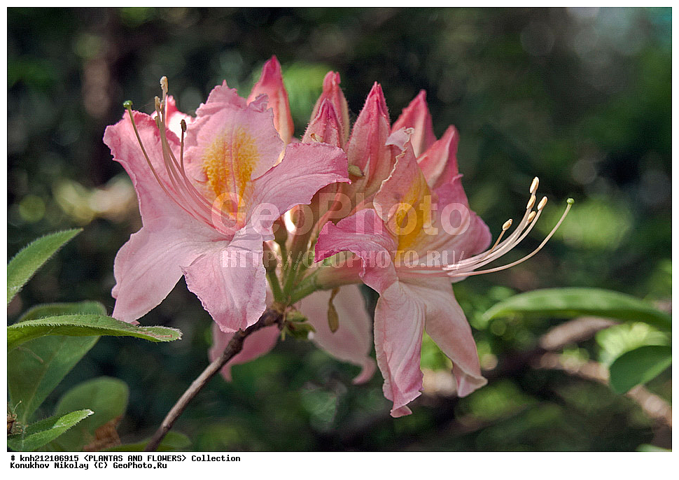 ��������, �����, ������ ��������, ���������� ��������, ������ ������ ,  Rhododendron � mollis, ������ ������, ����������� ������, Rhododendron � mollis, ��������, �����, ������ ��������, �����, ������, ������� ��������, ���, ����������� ��������, Rhododendron japonicum, Rhododendron molle, �����������, ����������, Ericaceae, DONE, ������ ���������������, ����������� �������, ����������� �����������,������, Rhododendron x kosterianum, Rhododendron x kosteranum, ���������� �������, ������, ���������, ����������, ������������ ��������, ������������ ��������, ������������, ������������ �����������, �����������, ������������, ���������, �����, ����������, ������������ ��������, ������������ ��������, ������������, ������������, ������������, �����������, XYZ, ����������� ������, ����������� ����������� �����