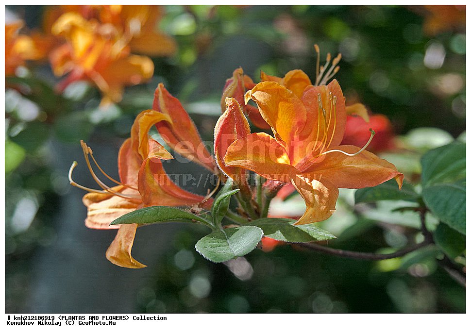 ��������, �����, ������ ��������, ���������� ��������, ������ ������ ,  Rhododendron � mollis, ������ ������, ����������� ������, Rhododendron � mollis, ��������, �����, ������ ��������, �����, ������, ������� ��������, ���, ����������� ��������, Rhododendron japonicum, Rhododendron molle, �����������, ����������, Ericaceae, DONE, ������ ���������������, ����������� �������, ����������� �����������,������, Rhododendron x kosterianum, Rhododendron x kosteranum, ���������� �������, ������, ���������, ����������, ������������ ��������, ������������ ��������, ������������, ������������ �����������, �����������, ������������, ���������, �����, ����������, ������������ ��������, ������������ ��������, ������������, ������������, ������������, �����������, XYZ, ����������� ������, ����������� ����������� �����